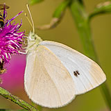 Small White on Knapweed