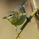 Chiffchaff