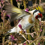 Goldfinch