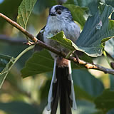 Long Tailed Tit