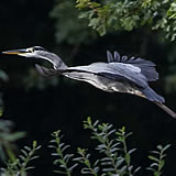 Heron