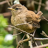 Wren