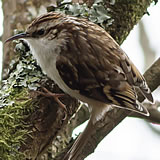 Treecreeper