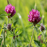 Red Clover