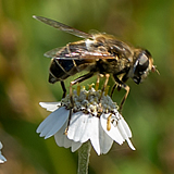 Hoverfly on Sneezewort