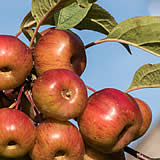 Crab Apples