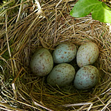 Mistle Thrush Nest