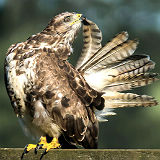 Preening Buzzard