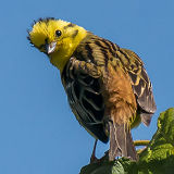 Yellowhammer