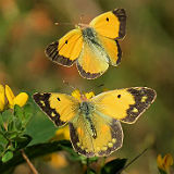 Clouded Yellows