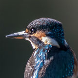 Kingfisher