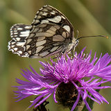 Marbled White on Knapweed