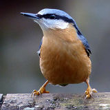 Nuthatch