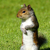 Grey Squirrel