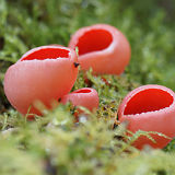 Scarlet Elf Cup