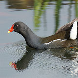 Moorhen