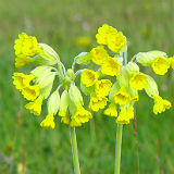 Cowslip