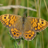 Wall Brown