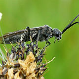 Sawfly