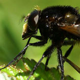 Volucella Bombylans in cop. 
This Hoverfly is a wonderful bee mimic