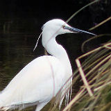 Little Egret