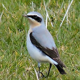 Wheatear