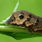 Elephant Hawk Moth Caterpillar