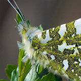 Orange Tip