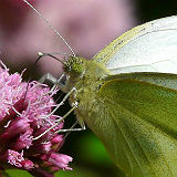 Large White