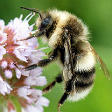 White Tailed Bumblebee.  Bombus Lucorum