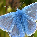 Common Blue