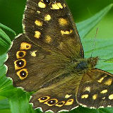 Speckled Wood